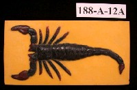 藏品(海蠍)的圖片